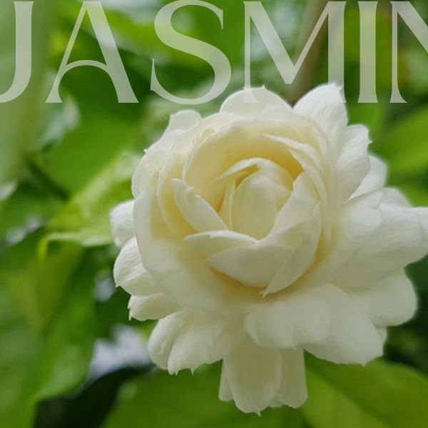 Jasmine Sambac Absolute