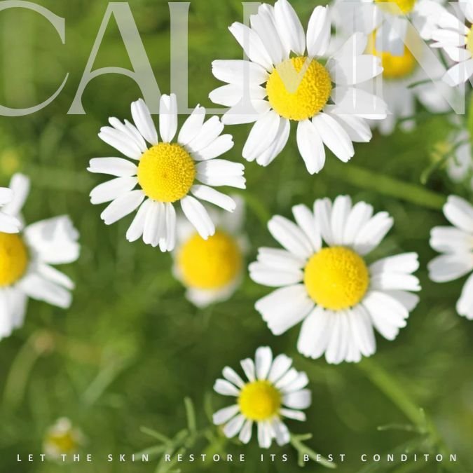 Roman Chamomile Essential Oil