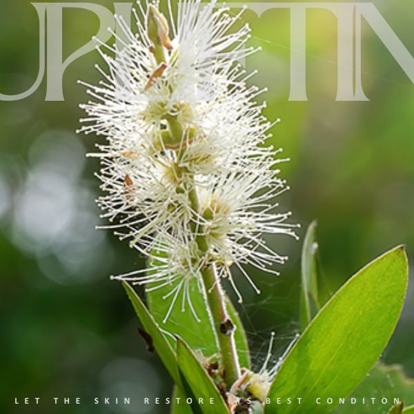 Cajeput Essential Oil