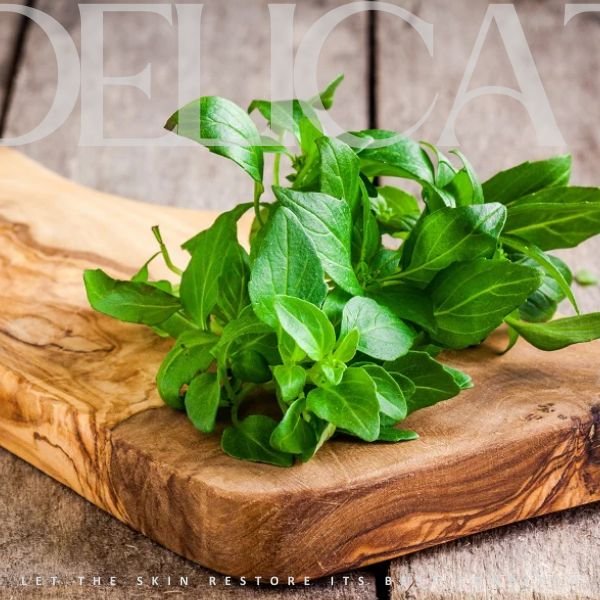 Basil Essential Oil