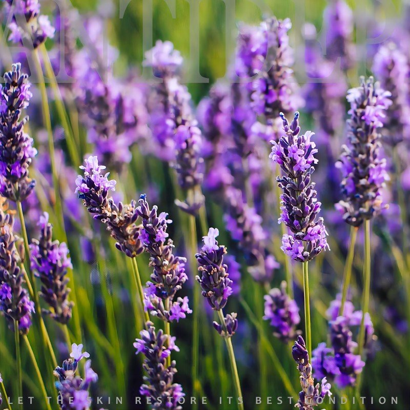 Lavender Essential Oil Collection
