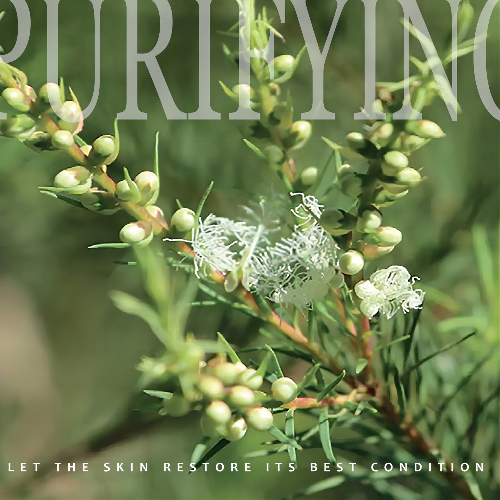 Tea Tree Essential Oil