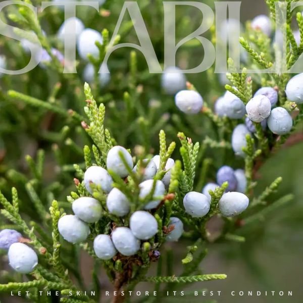 Cedarwood Virginia Essential Oil